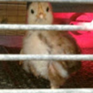 Meet your Posher, Shari